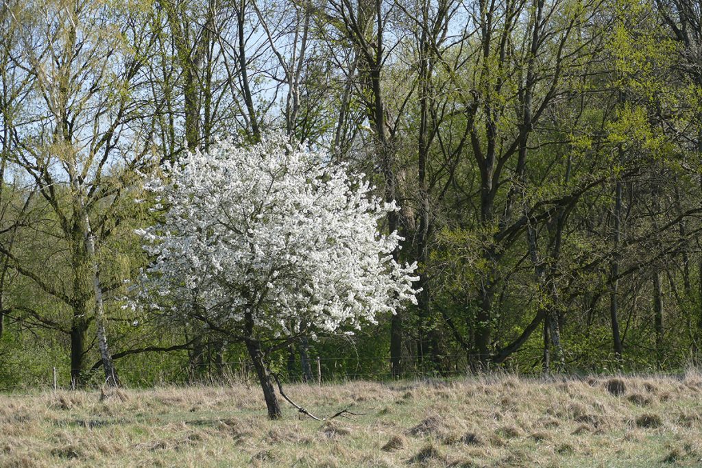 Baumblüte Nähe Karower Teiche